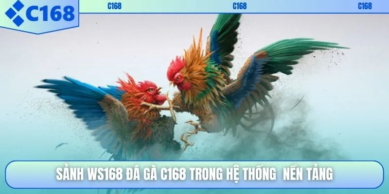 Sảnh Ws168 đá gà C168 trong hệ thống nền tảng